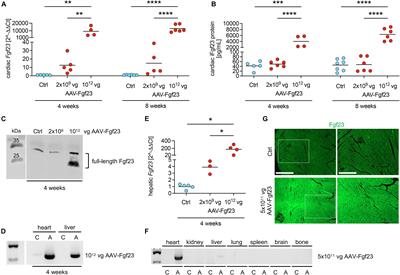 Cardiac Fibroblast Growth Factor 23 Excess Does Not Induce Left Ventricular Hypertrophy in Healthy Mice